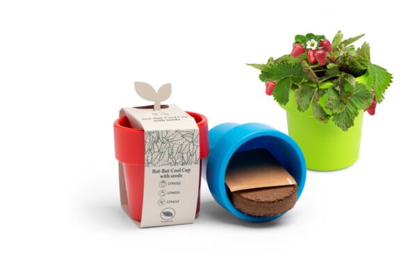 Graines de plantes dans gobelets à café