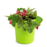 Graines de plantes dans gobelets à café