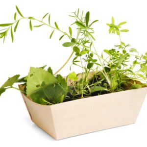 Barquettes de plantation avec graines