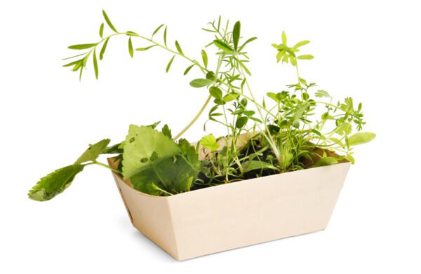 Barquettes de plantation avec graines