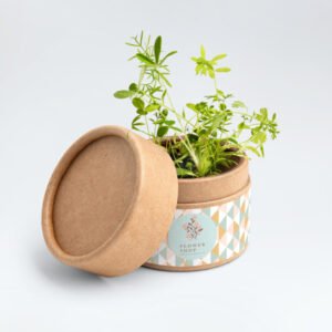 Graines de plantes dans boîtes en papier