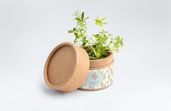 Graines de plantes dans boîtes en papier