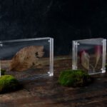 Présentoirs en verre acrylique