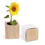 Échantillon de graines de plantes dans pot en bois