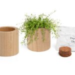 Échantillon de graines de plantes dans pot en bois