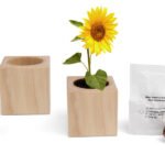 Échantillon de graines de plantes dans pot en bois