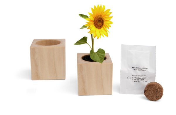 Échantillon de graines de plantes dans pot en bois