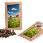 Enveloppes de graines